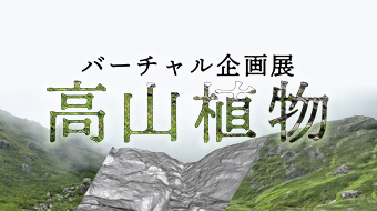 バーチャル企画展「高山植物」