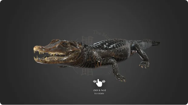 話題のコビトカイマンの3D画