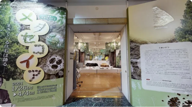 企画展「メタセコイア -生きている化石は語る」