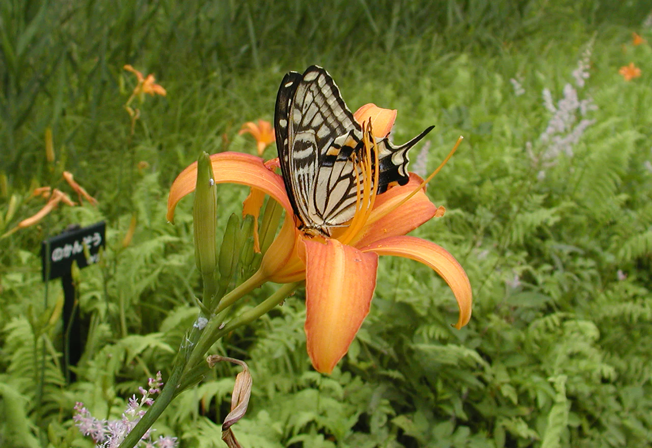 附属自然教育園3