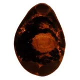 寄生蠕虫（キセイゼンチュウ）（扁形動物・袋形動物）