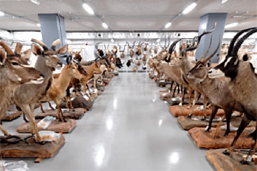 脊椎動物研究グループ