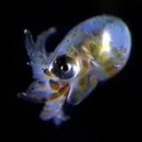 頭足類（イカ・タコ）