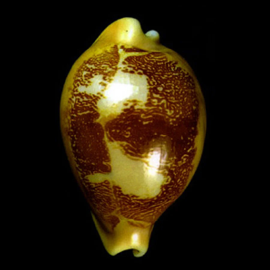 サクライタカラガイ