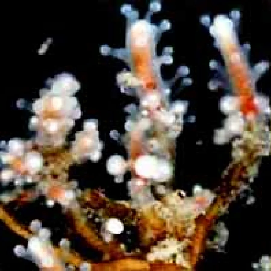 ヒドロ虫類タマウミヒドラ