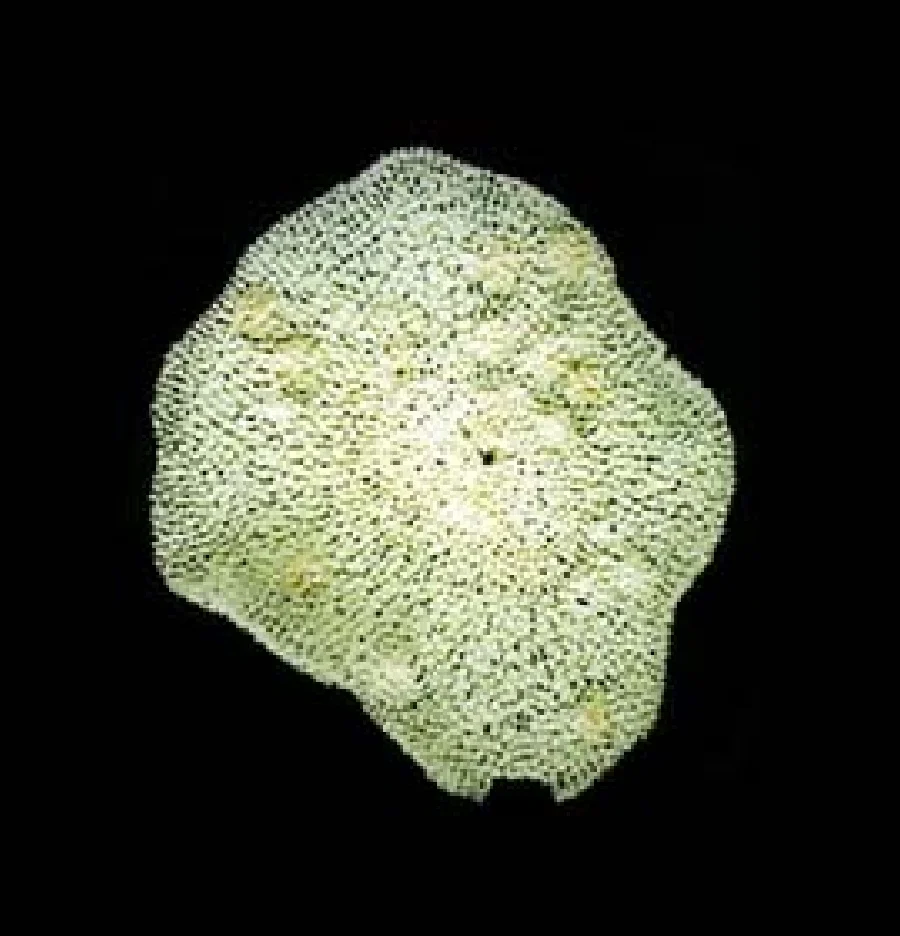 Dysidea minna Hoshino