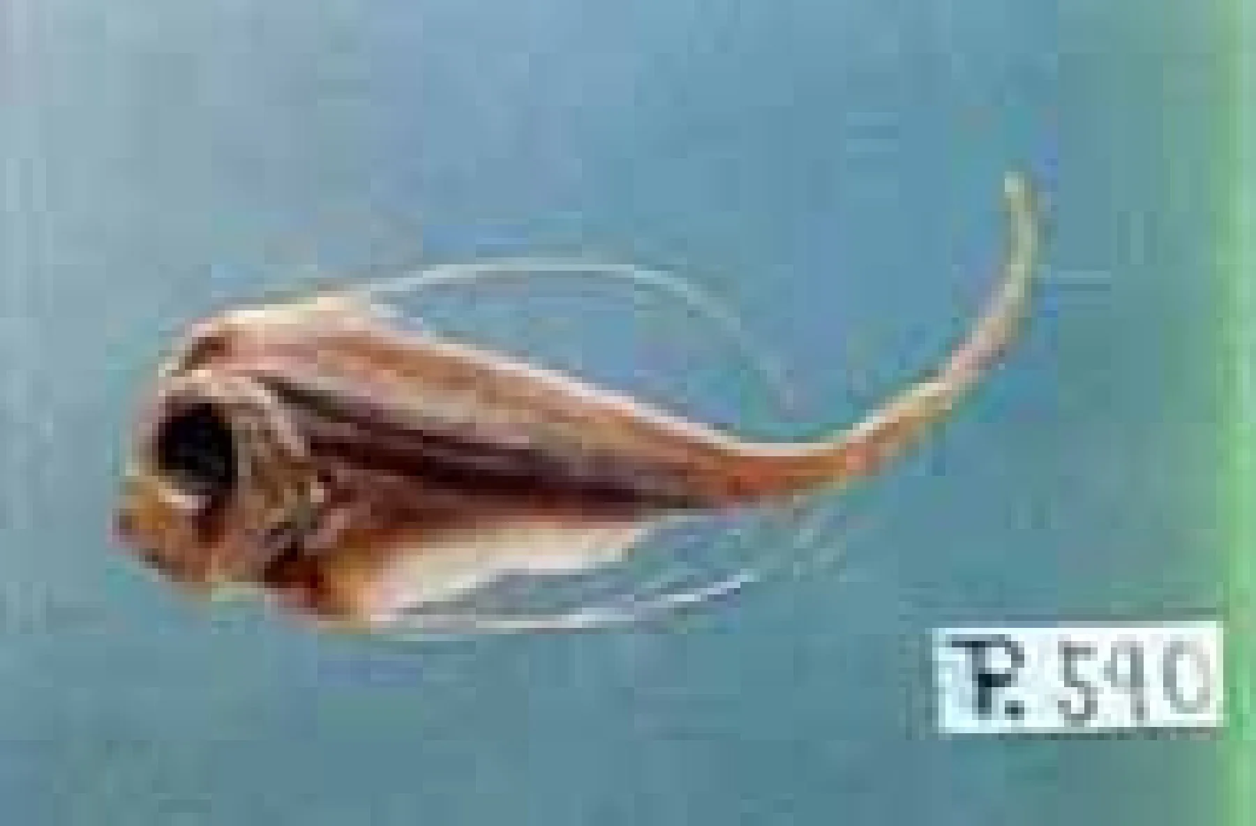 ユキフリソデウオの模式標本