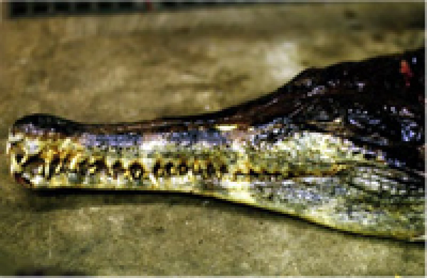 マレーガビアル