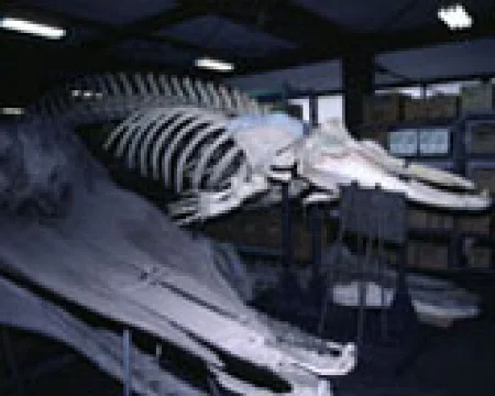 海棲哺乳類標本庫