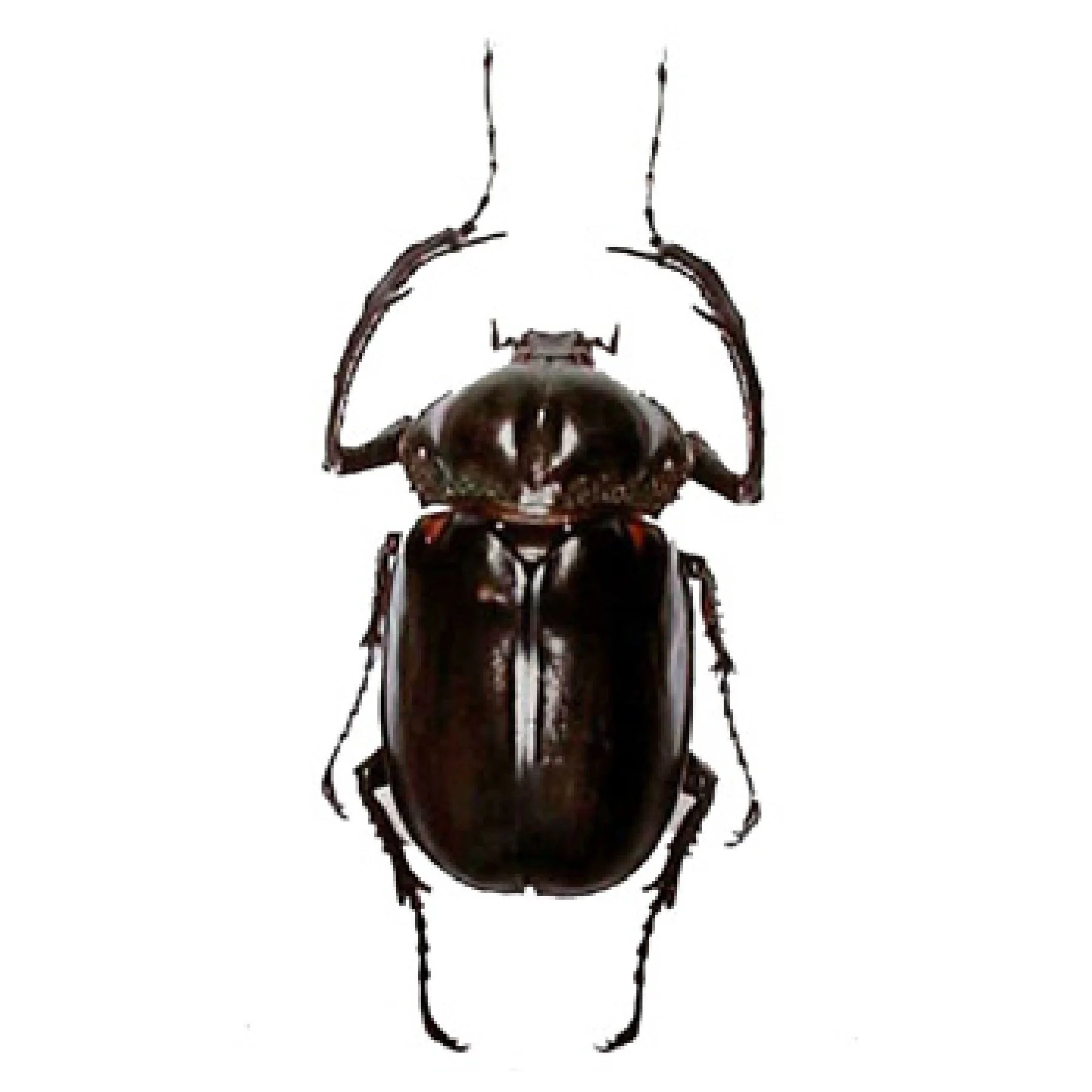 ヤンバルテナガコガネ