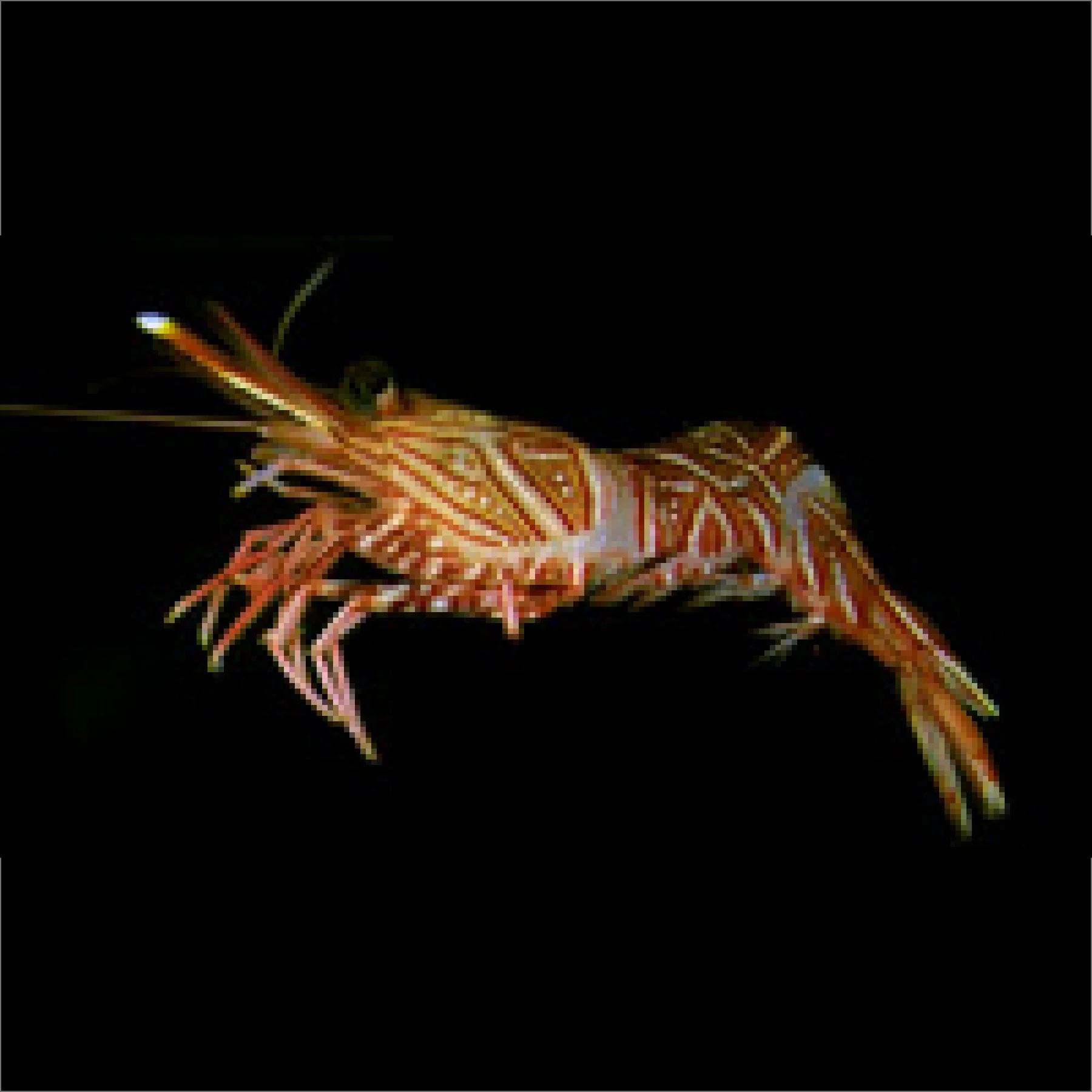 ヤイトサクラエビ