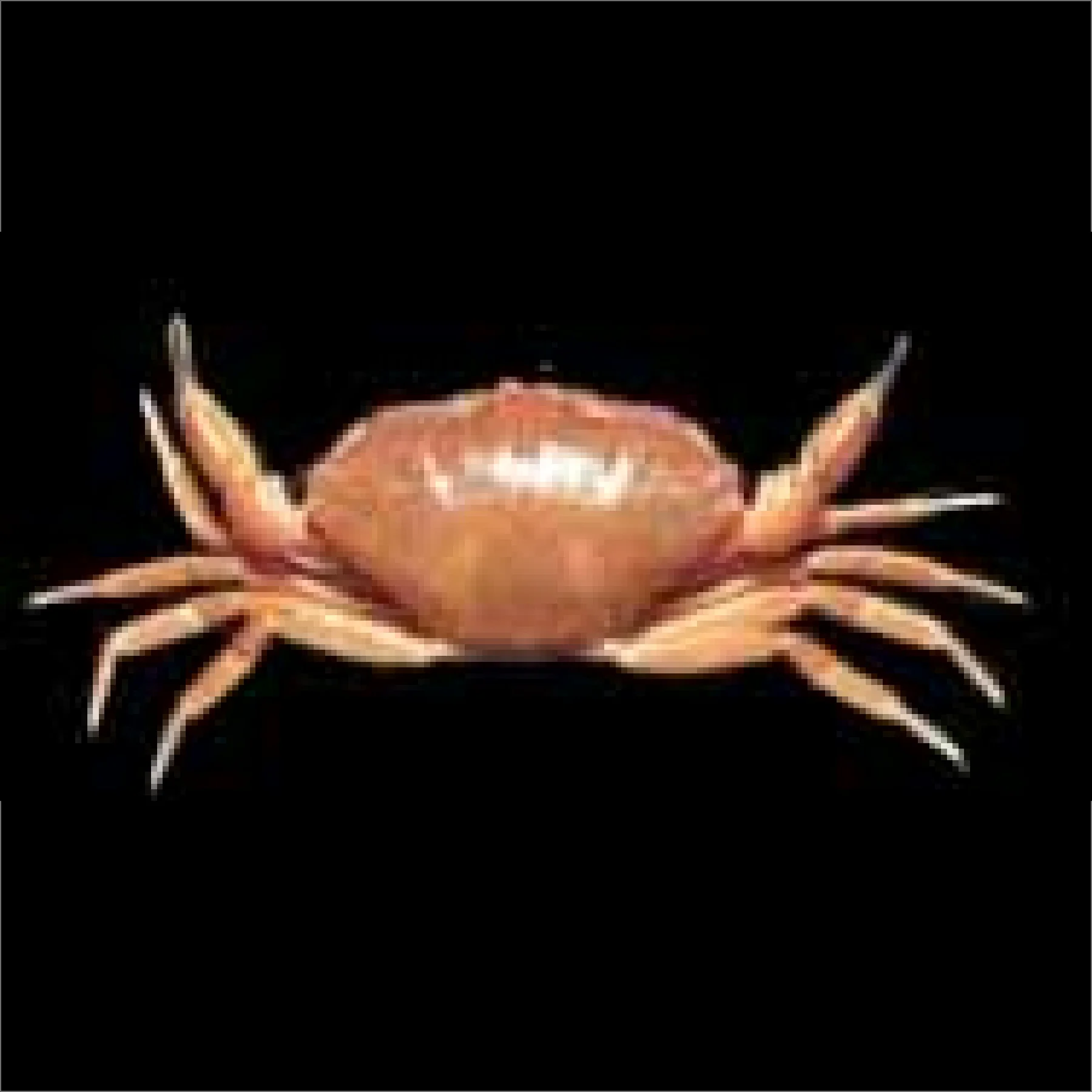 新種のカニ Meriola corallina