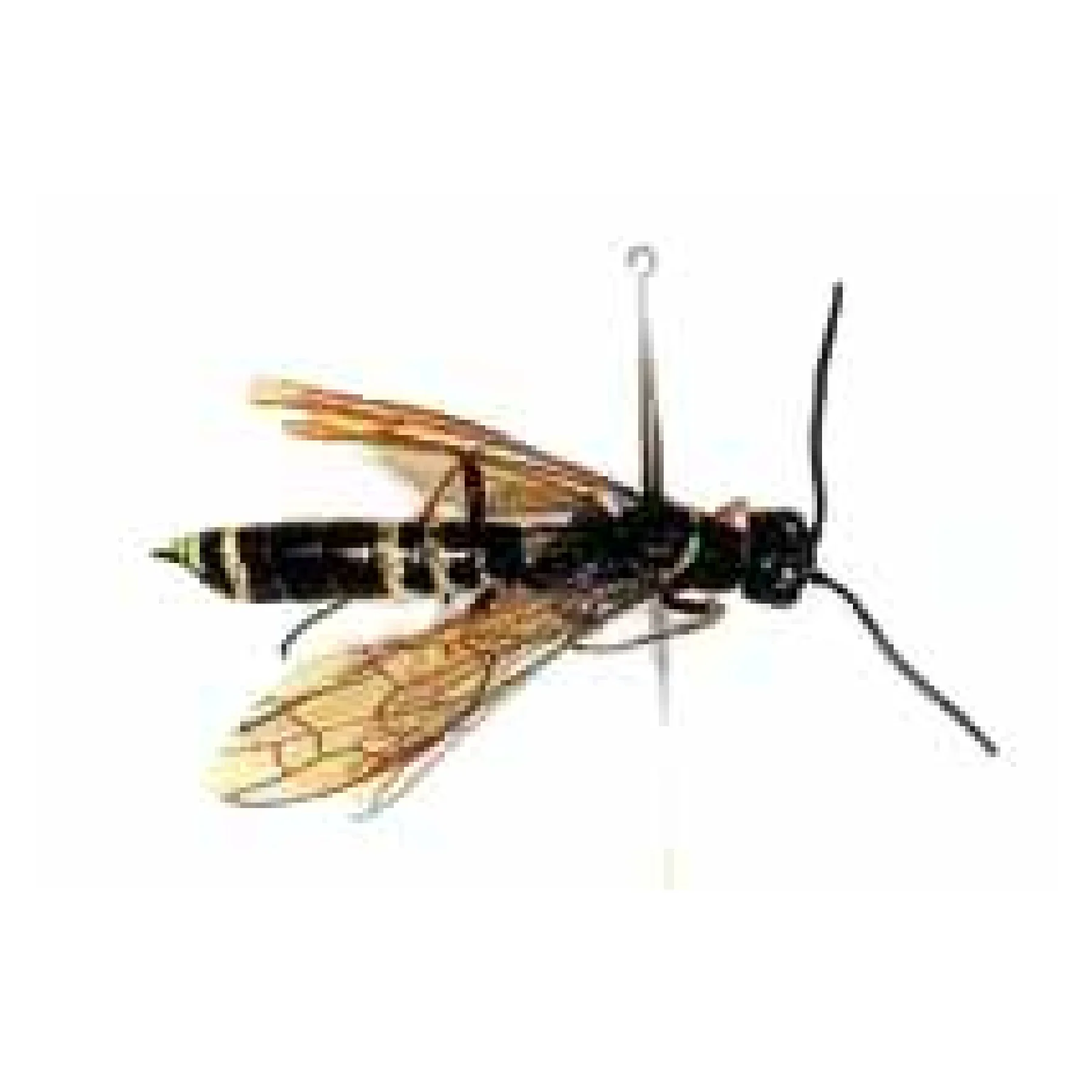 ヒゲアカキベリクキバチ