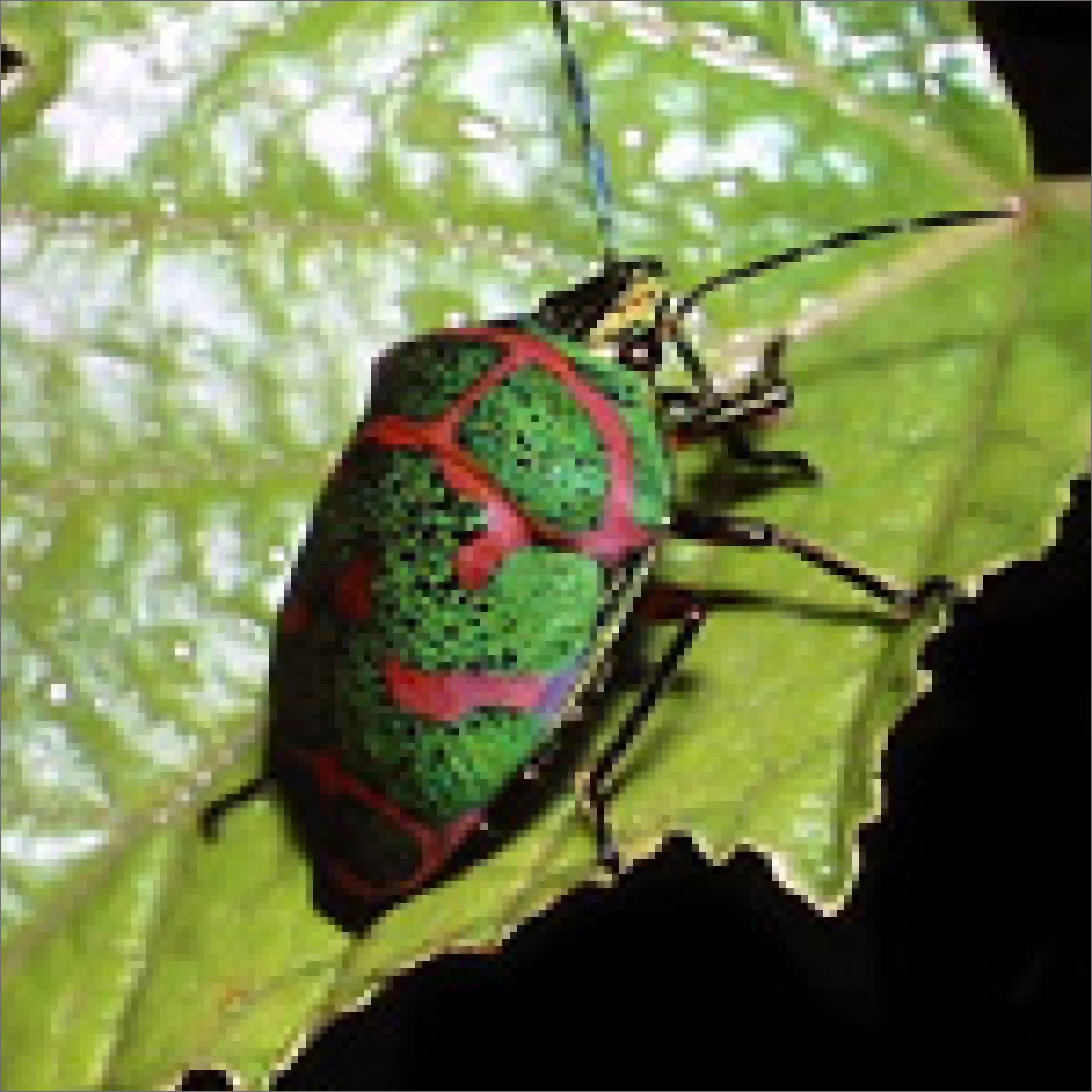 アカスジキンカメムシ