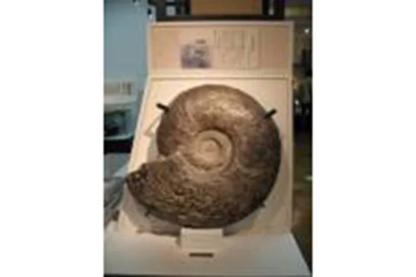アンモナイト化石