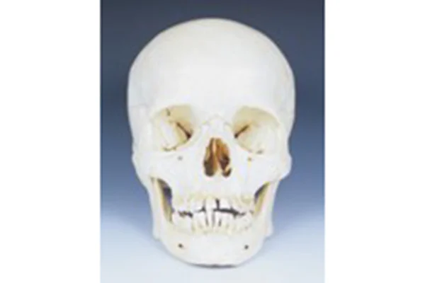 16-1.現代人女性頭骨（インド）