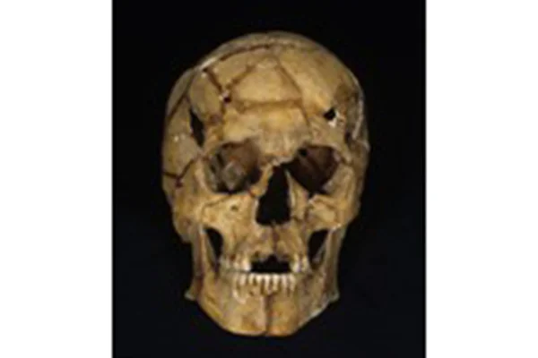 5.縄文人男性頭骨（神奈川県小仙塚貝塚）