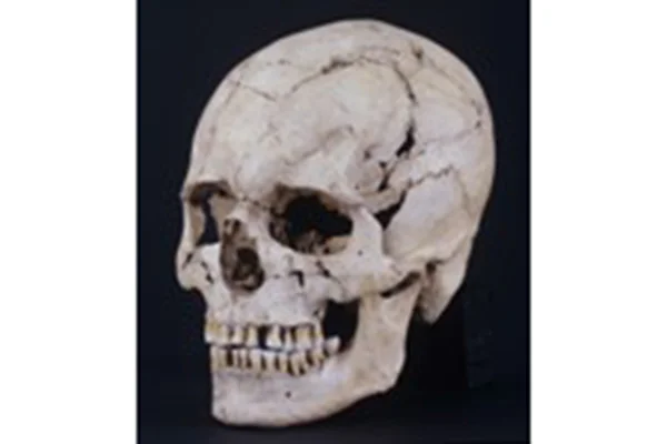 4-2.縄文人男性頭骨（岩手県宮野貝塚）
