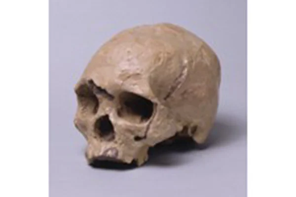 10.ワジャク人1号頭骨レプリカ（インドネシア）