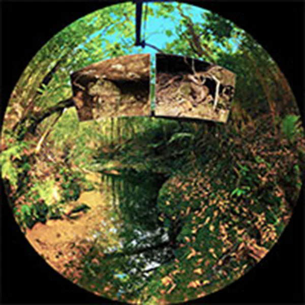 オキナワイシカワガエル、ホルストガエル（画像：国立科学博物館）