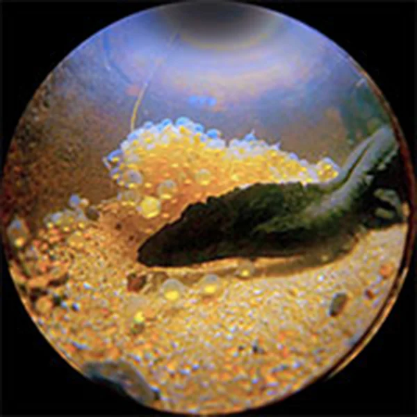 卵を守るオオサンショウウオ（画像：国立科学博物館）