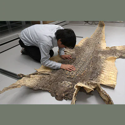 ➁ワニの皮標本