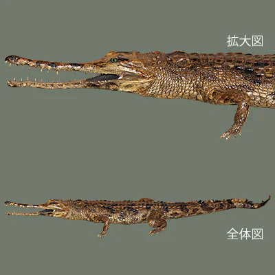 ⑥マレーガビアル