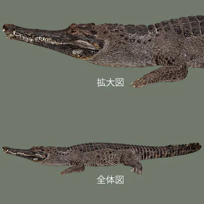 ④アフリカクチナガワニ