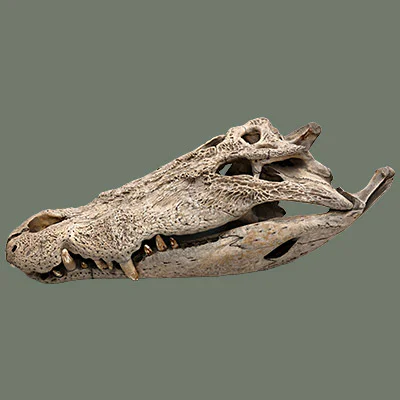 ⑦イリエワニ頭骨標本