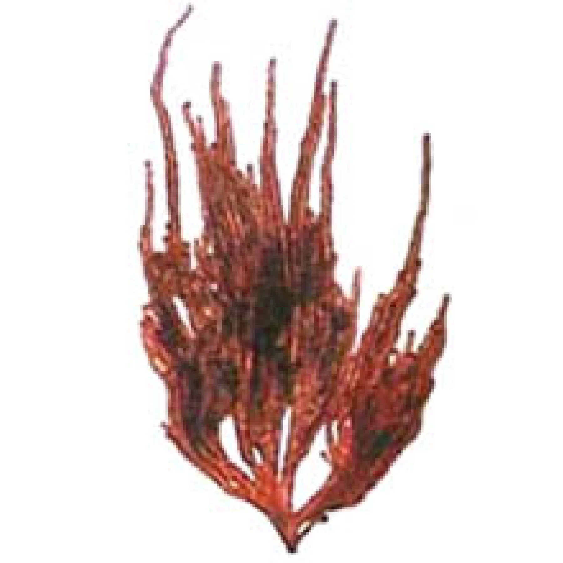 ヒビロウドの標本