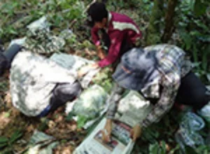 ミャンマーでの植物調査