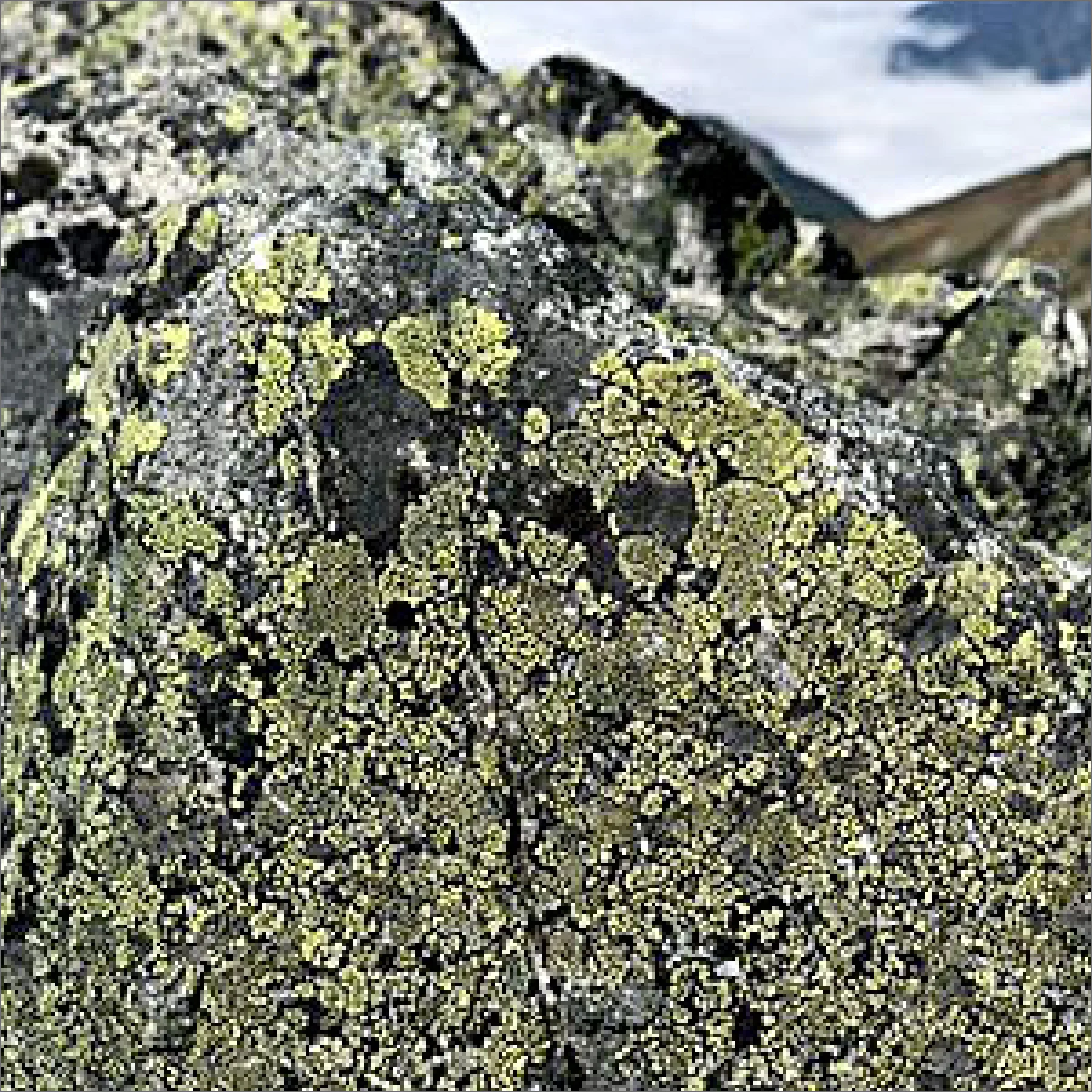 チズゴケの生育状況