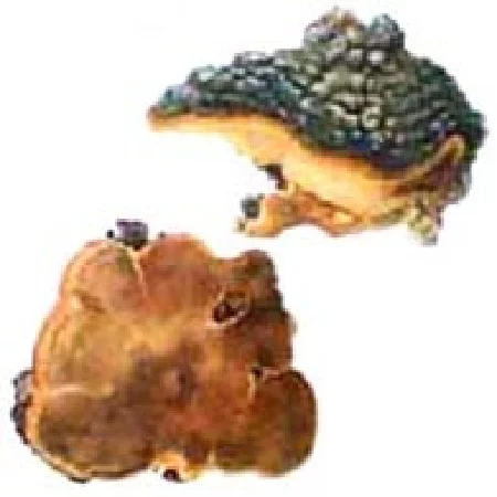 川村清一 原画「メシマコブ」