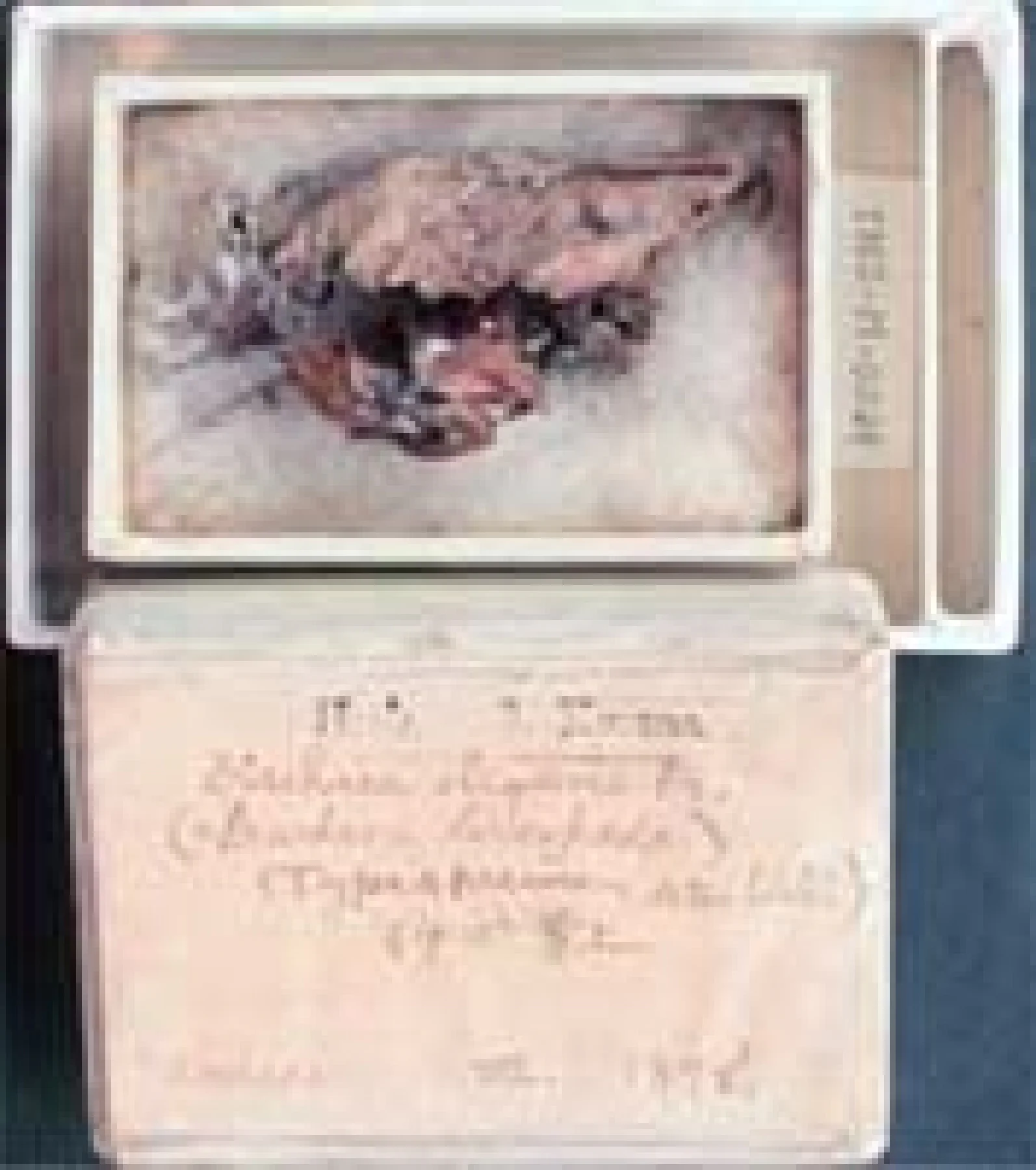 日本人採集の変形菌標本の中で最も古い標本