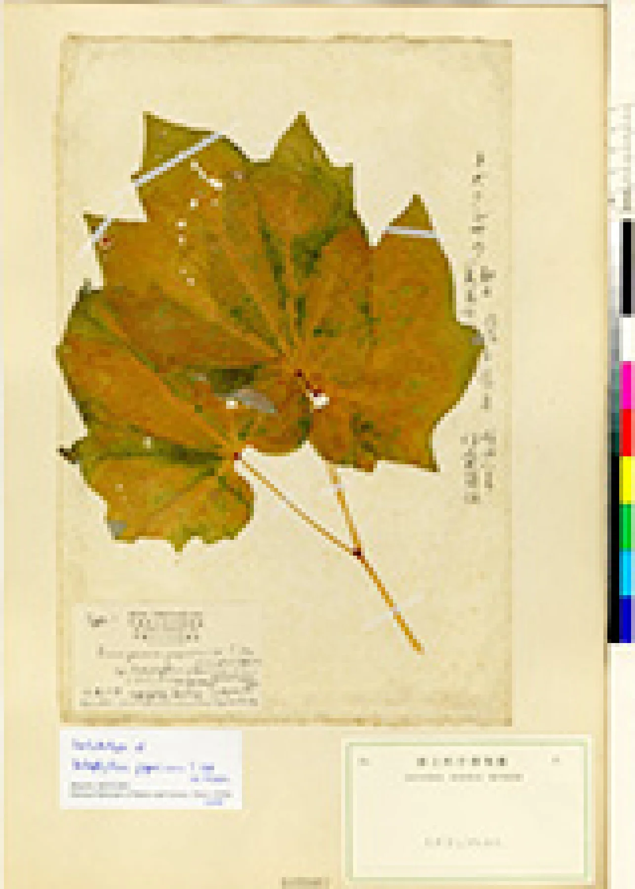 トガクシソウのタイプ標本