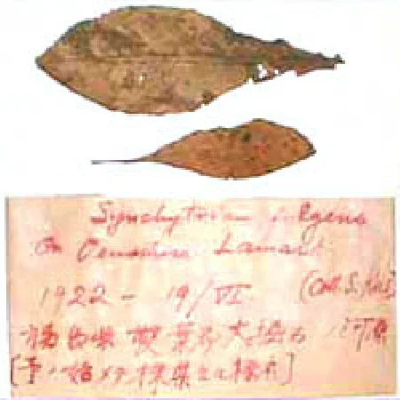 シンキトリウムの研究の最初の採集標本