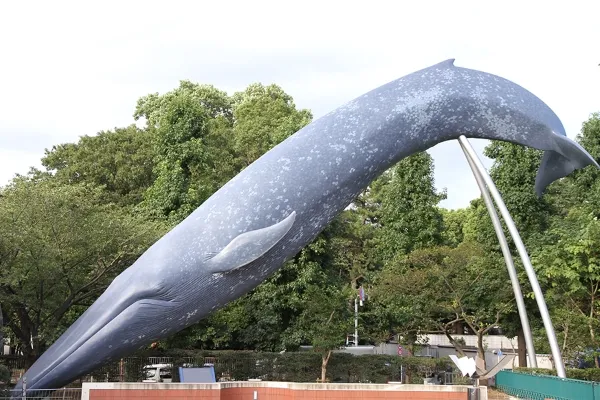 シロナガスクジラ