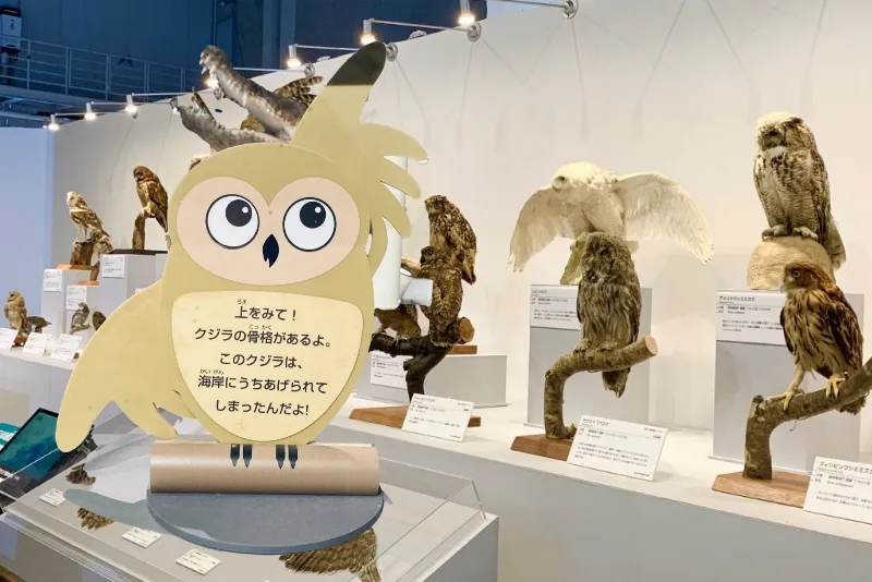 こども向け展示解説