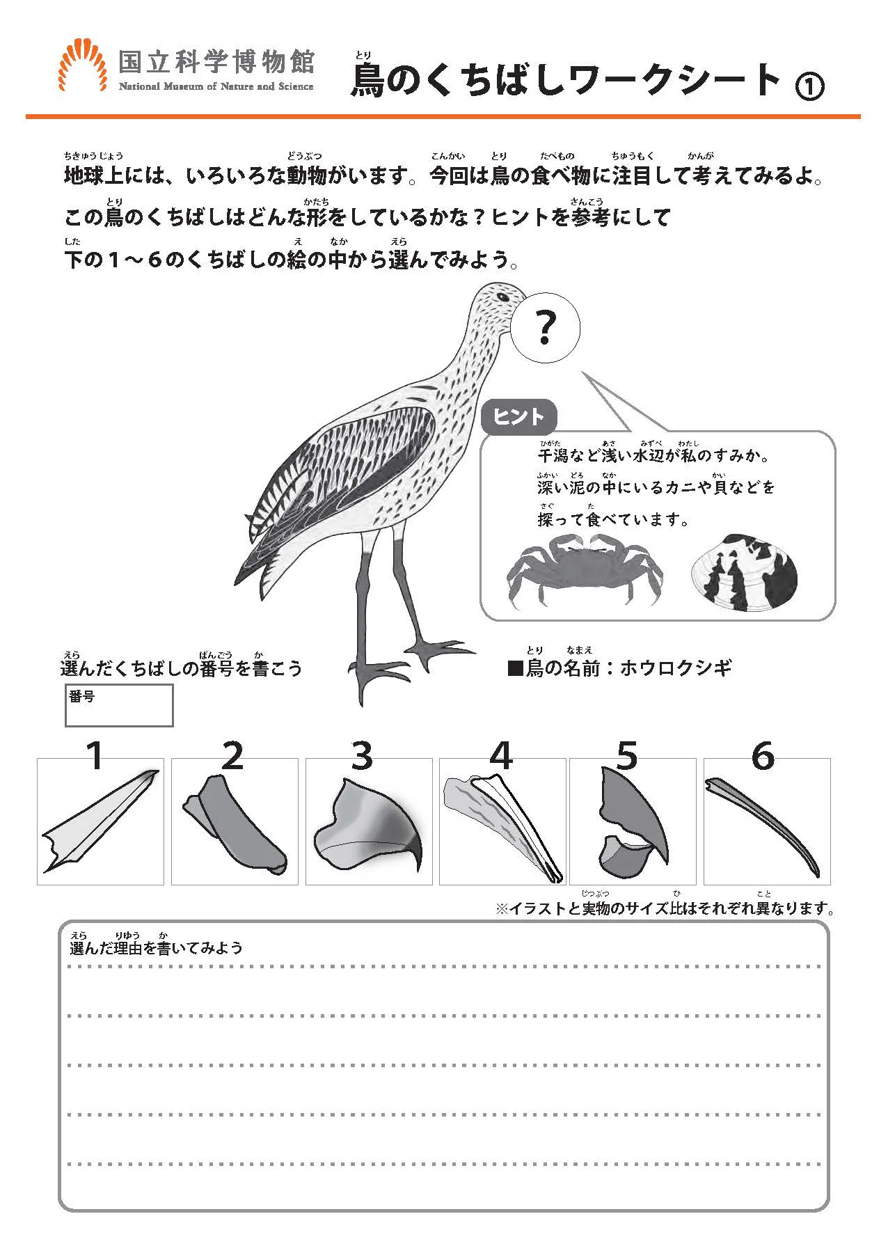 鳥のくちばしワークシート