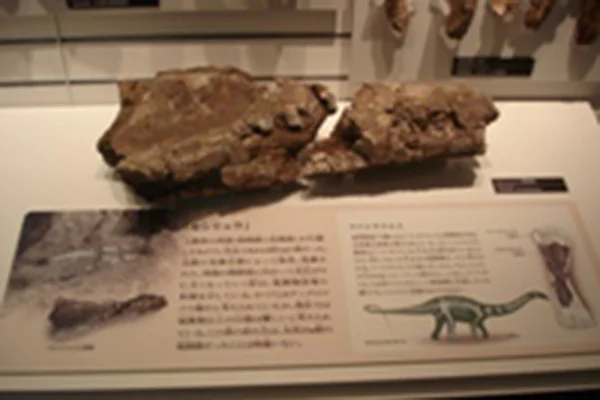 モシリュウ化石標本