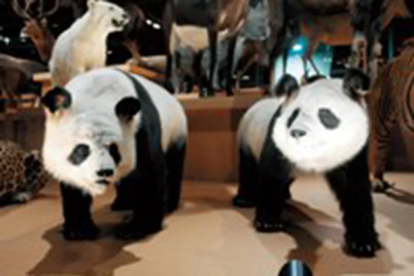 パンダ剥製標本