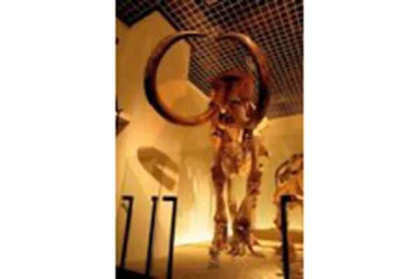 コロンブスマンモス