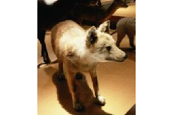 ニホンオオカミ剥製標本