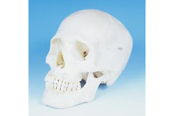 15.現代人男性頭骨（インド）