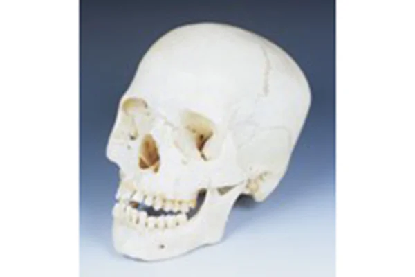 16-2.現代人女性頭骨（インド）