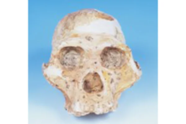 13-1.アウストラロピテクス・アフリカヌス頭骨レプリカ（南アフリカ）