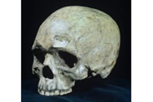 7.柳江人頭骨レプリカ（中国）