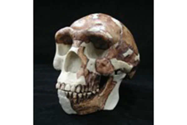 9.北京原人復元頭骨レプリカ（G.J.ソーヤー復元）（中国）