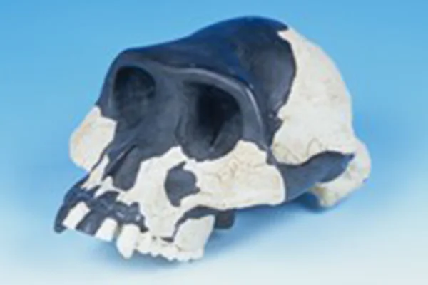 12-2.アウストラロピテクス・アファレンシス復元頭骨レプリカ（エチオピア）