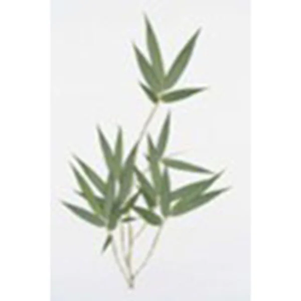 ⑥マダケ（植物標本）